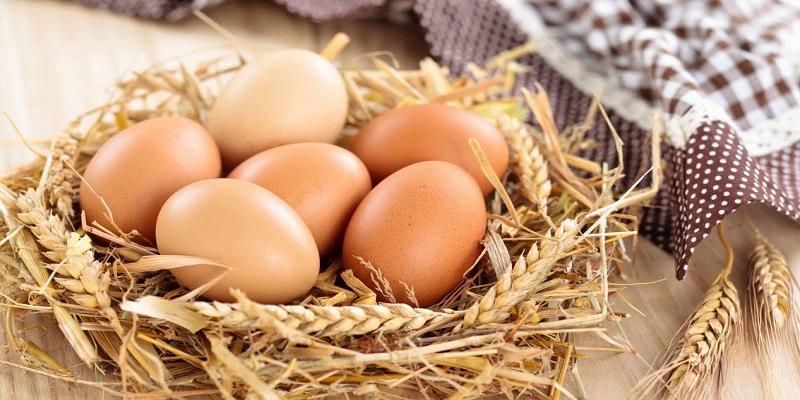 Яйця в системі харчування «Ново-Драйв»